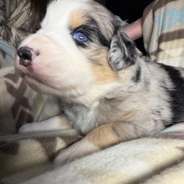 Boaz (Boy 2-Blue Merle) - Blue merle male Australian Shepherd puppy in Mayfield, Kentucky from Hamilton Farms