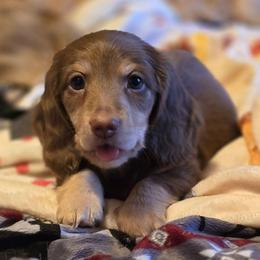 Chocolate cream - Chocolate and cream male Dachshund puppy in Ethel, Washington from Mickey's Miracle Doxies