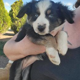 Reign - Black tri female Toy Australian Shepherd puppy in Rush, Colorado from Within The Nile Aussies LLC