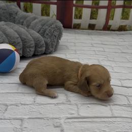Chocolate Based Cream Longhair Male (Orange Collar) - Cream male Dachshund puppy in Killeen, Texas from Southern Dachshunds