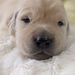 Golden Retriever Puppies from Mountain Sky Goldens