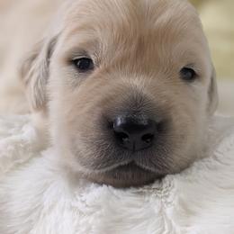 Golden Retriever Puppies from Mountain Sky Goldens