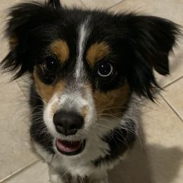 Jade - Miniature Australian Shepherd