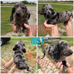 Boy 1 - Dapple male Dachshund puppy in Rushsylvania, Ohio from DNP Doxies