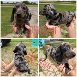 Boy 1 - Dapple male Dachshund puppy in Rushsylvania, Ohio from DNP Doxies