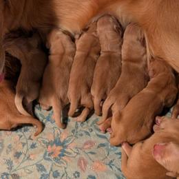 Girl 2 - Golden female Golden Retriever puppy in Rockaway Beach, Oregon from Beach Town Bullies/Sky High Golden Retrievers