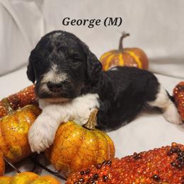 Double Doodle, Goldendoodle, and Labradoodle Puppies from Godley Doodles Of Texas