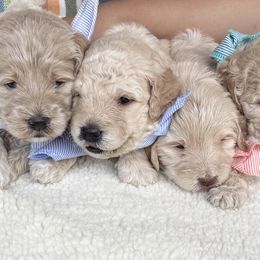 Assorted Doodle Crosses and Goldendoodles from Harlee Rose n Doodles