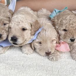 Assorted Doodle Crosses and Goldendoodles from Harlee Rose n Doodles