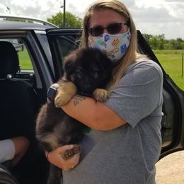 German Shepherd Puppies from Big Red Texas German Shepherds Ranch