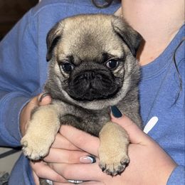 Blue Puppy - Fawn male Pug puppy in S AI Nt Johns, Michigan from Harmony Herd Family Farm AKC Pugs