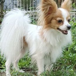 Papillon puppies from Longwing Kennel