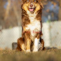 Hazel - Australian Shepherd