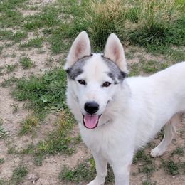 Klaus - Siberian Husky