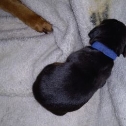 American Leopard Hound Puppies from Black Dragon Hounds