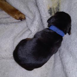 American Leopard Hound Puppies from Black Dragon Hounds