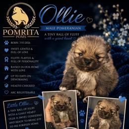 Ollie - Cream sable male Pomeranian puppy in North Port, Florida from POMRITA POM’S