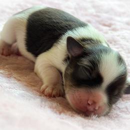 Miniature Schnauzer Puppies from Enchanted Paws