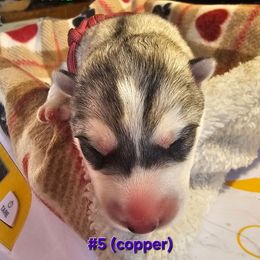 5 (copper) - Gray and white female Siberian Husky puppy in Dane, Wisconsin from Sunny Hurricane Siberians