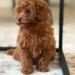 Buzz - Red  male Poodle puppy in Reedley, California from Diamond Poodles