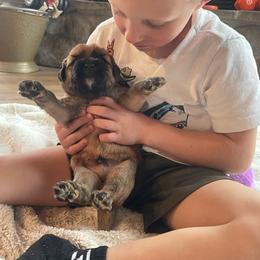 Hershey - Wheaten male Soft Coated Wheaten Terrier puppy in Kirksville, Missouri from BellSharps Australian Shepherds