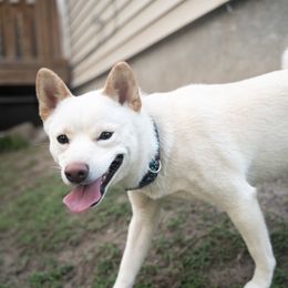 Miso - Shiba Inu