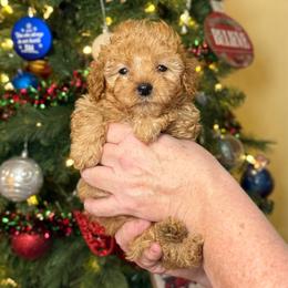 Leo - Apricot male Goldendoodle puppy in Graham, North Carolina from Geise Meadow Doodles