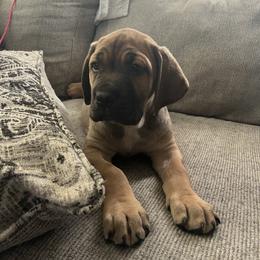 Sarge - Fawn male Cane Corso puppy in Lititz, Pennsylvania from Lititz Cane Corsos