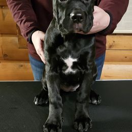 Cane Corso Puppies from Sacred Mission