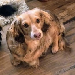 "Olivia " Dachshund Puppies from BleuBayou Dachshunds