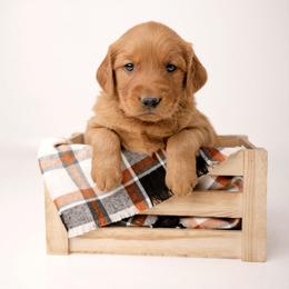 Reese - Dark golden male Golden Retriever puppy in Buhl, Idaho from Atkinson's Goldens