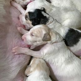 Borzoi Puppies from Marian Broadhurst