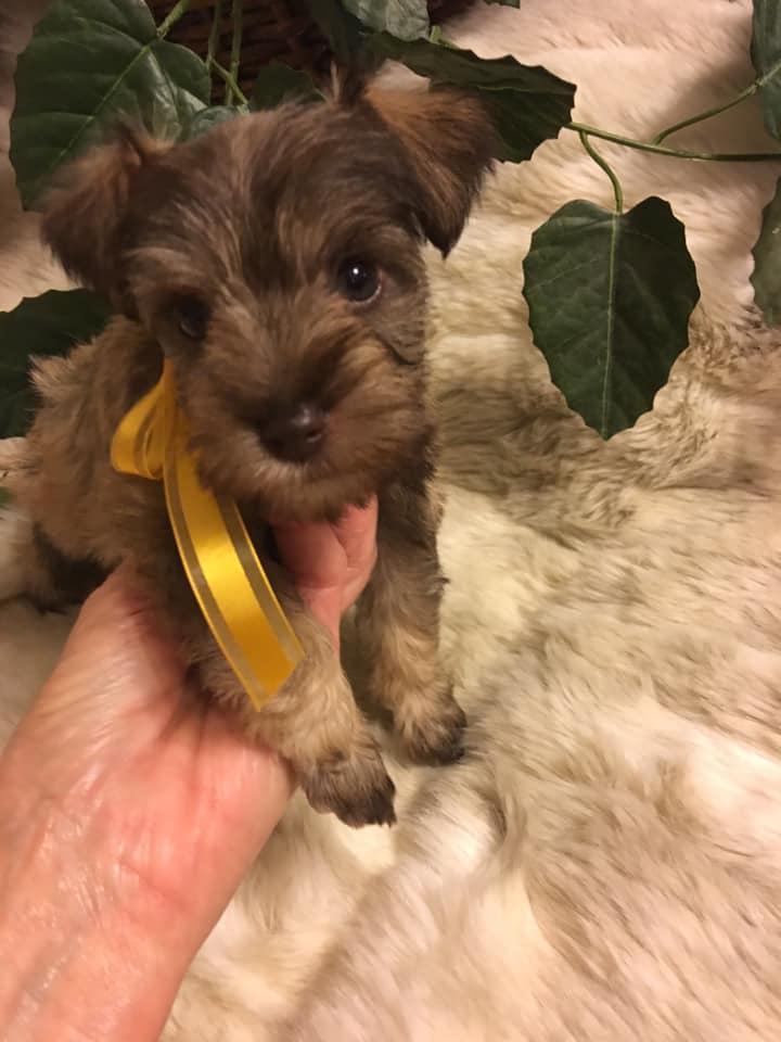 Clarice’s Lil Paws in Louisiana Miniature Schnauzer puppies Good Dog