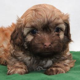 VEJA - Cream male Russian Tsvetnaya Bolonka puppy in West Plains, Missouri from Must Be Frenchies & Crown Of Curls Bolonka