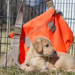 Labrador Retriever Puppies from Cheri Lewitzke
