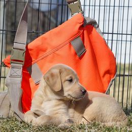 Labrador Retriever Puppies from Cheri Lewitzke