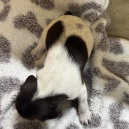 Cappuccino (Dark Blue) - White and liver male German Shorthaired Pointer puppy in Westminster, Maryland from Mischieous Miss Daisy: GSP Puppies