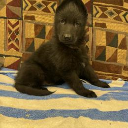Orange Collar - Black male German Shepherd puppy in Hancock, New Hampshire from Kysarah German Shepherds