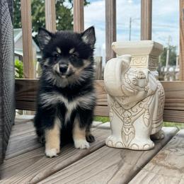 Yunara - Tri-color female Pomsky puppy in Boonville, Indiana from Elysian Pomskies