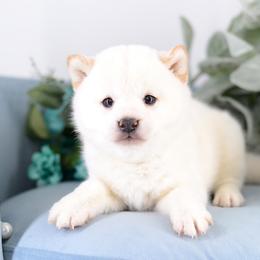 Cream boy - Cream male Shiba Inu puppy in Neosho, Missouri from Sunny Terrace Shibas