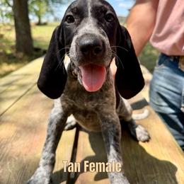 Bluetick Coonhound Puppies from RE Hounds