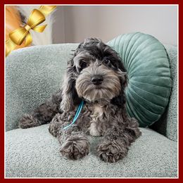 Marcus - Merle male Cockapoo puppy in Connersville, Indiana from Deaz Doodle Ranch