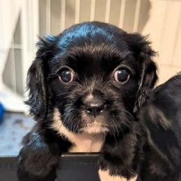 Poppy - Black and white female Cavalier King Charles Spaniel puppy in Stilwell, Oklahoma from Love Bug Cavaliers