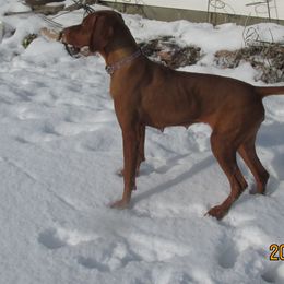 Daisy - Vizsla