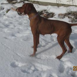 Daisy - Vizsla