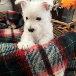 West Highland White Terrier Puppies from Kelli Butterfield