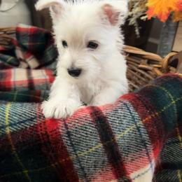 West Highland White Terrier Puppies from Kelli Butterfield