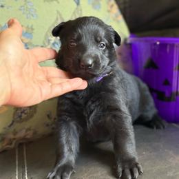 Purple collar - Black female German Shepherd puppy in Denver, Colorado from Morales Kennels