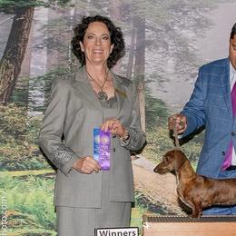 Dachshunds from Wooofyland Kennel