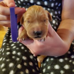 Purple - Dark golden female Golden Retriever puppy in Lanesboro, Minnesota from Eagle Ridge Golden Retrievers